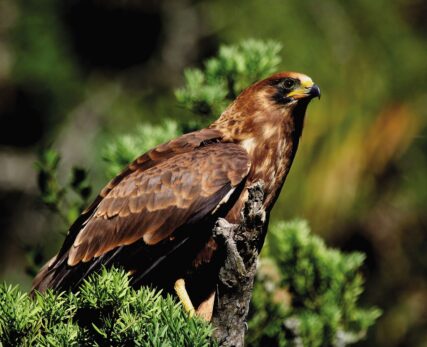 Juvenile African Harrier-Hawk