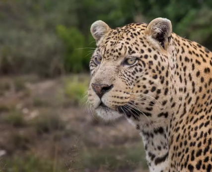 Leopard-At-Shamwari-Animal-Sanctuary-scaled