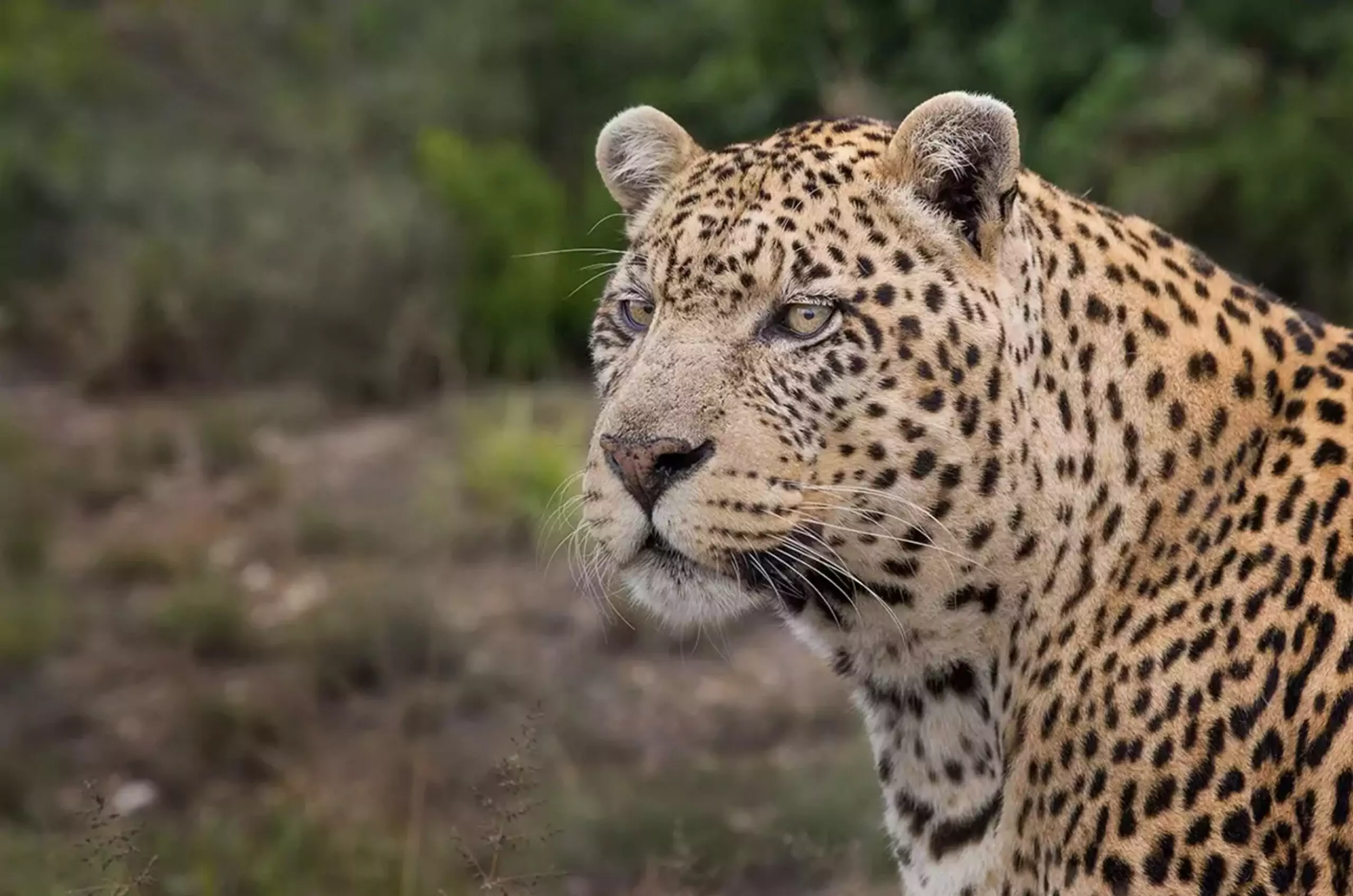 Leopard
