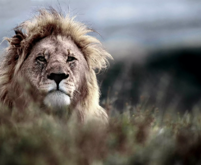 Lion-Shamwari-Game-reserve-3