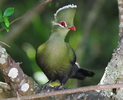 Loerie-bird