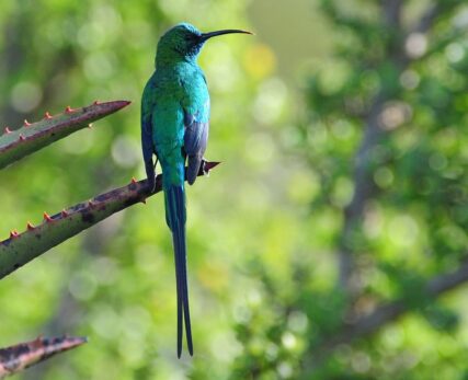 Malachite Sunbrid