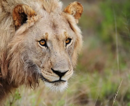Male-Lion-At-Shamwari-1