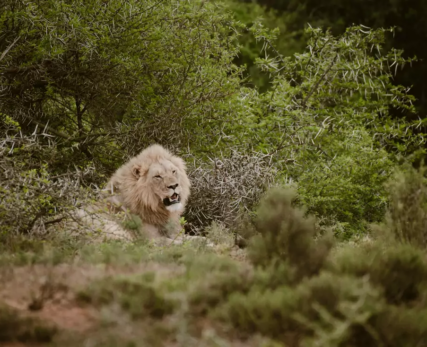 Male-Lion-At-Shamwari