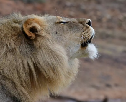 Male-Lion-At-Shamwari-Private-Game-Reserve-1