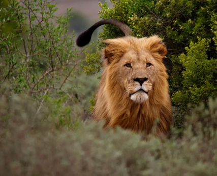 Male-Lion-At-Shamwari-Private-Game-Reserve