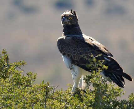 Martial Eagle