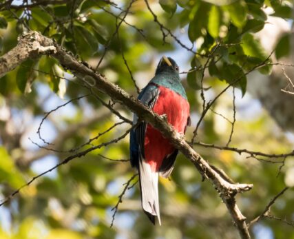 Narina Trogon