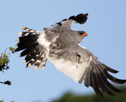 Pale Chanting Goshawk