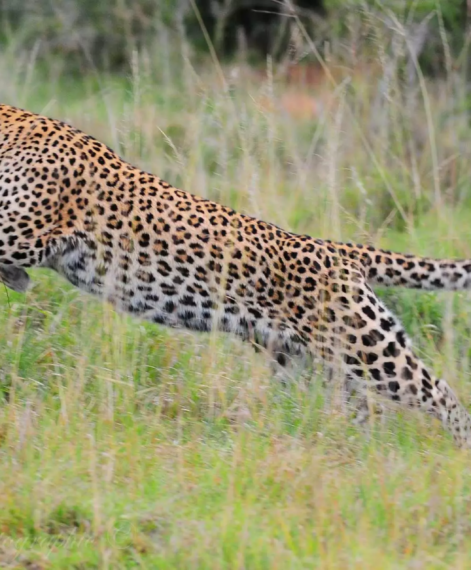 International leopard day