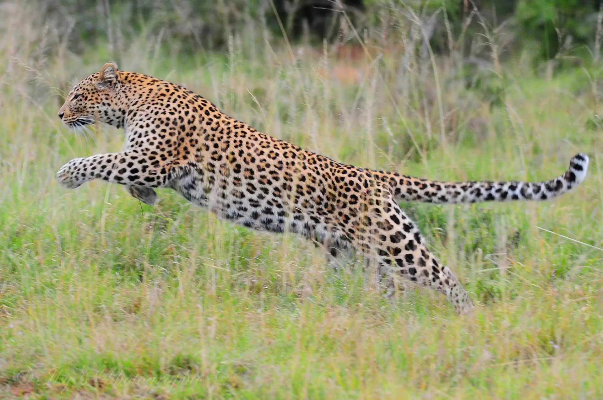 International leopard day