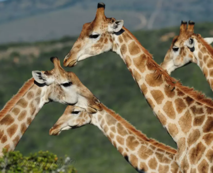 Pro-Photo-Safaris-67-Ikys-Photographic-Shamwari-Game-Reserve - 1024x680