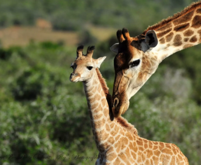 Pro-Photo-Safaris-Ikys-Photographic-Shamwari-Game-Reserve-1_resize