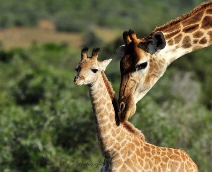 Pro-Photo-Safaris-Ikys-Photographic-Shamwari-Game-Reserve-1_resize