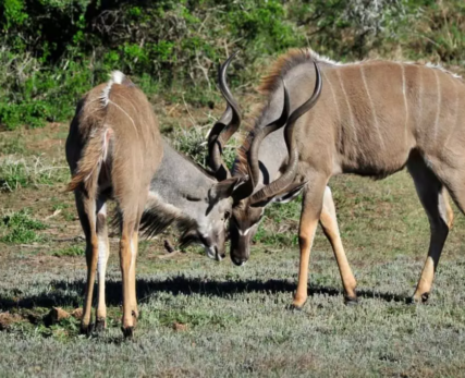 Pro-Photo-Safaris-Ikys-Photographic-Shamwari-Game-Reserve-22_resize-1024x681