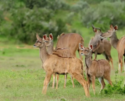 Pro-Photo-Safaris-Ikys-Photographic-Shamwari-Game-Reserve-39_resize-1024x679