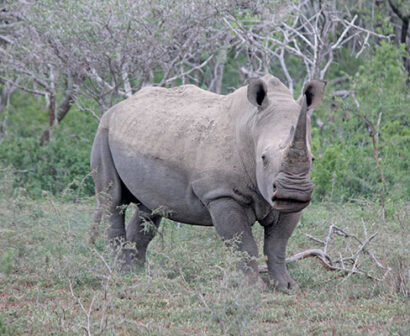 Rhino-poaching-stats-21-September-2022