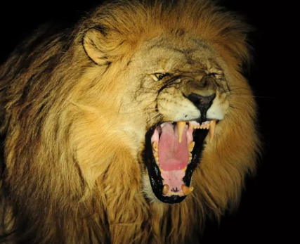 Roaring-Lion-At-Shamwari-Private-Game-Reserve