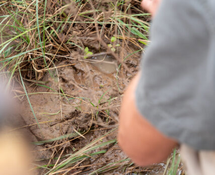 SCE - Animal Track Identification