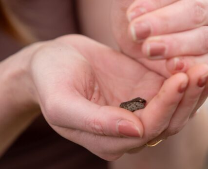 SCE - Frog species identification