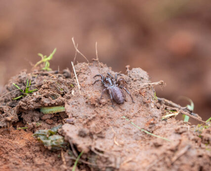 SCE - Insect Identification