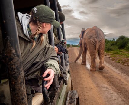 SCE - elephant monitoring