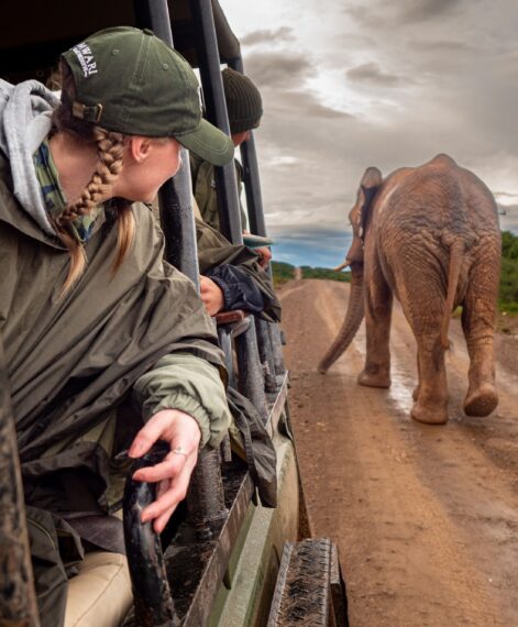 SCE - elephant monitoring