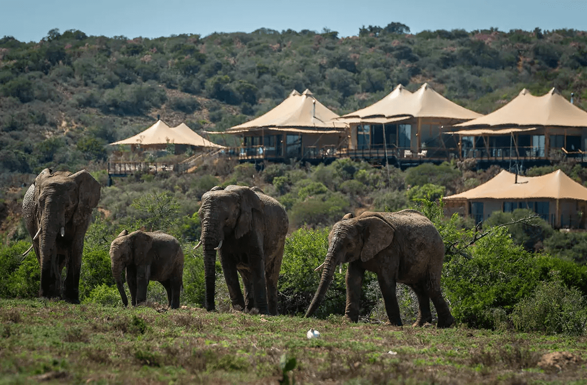 Breakfast with elephants at Shamwari surreal serendipity