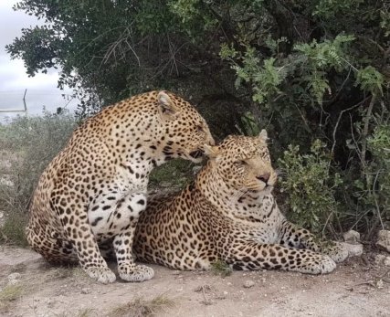 Sami-grooming-Alam-1