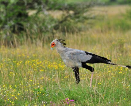 Secretary Bird