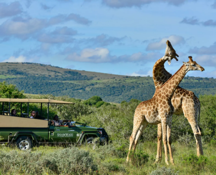 Safari Game Drives