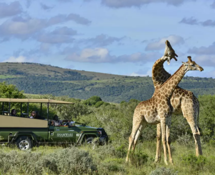 Shamwari-Guest-Experience-7-1024x684