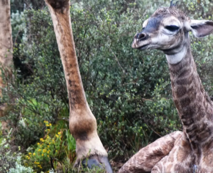 Shamwari-Welcomes-Newborn-Giraffe_web