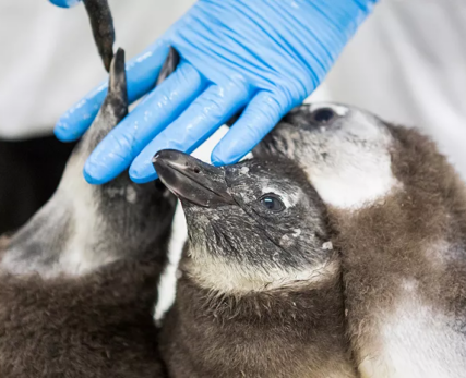 Shamwari_Visit-the-penguins-SANCCOB