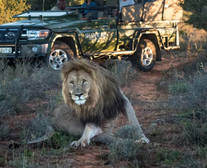 Shamwari_lion-on-trail