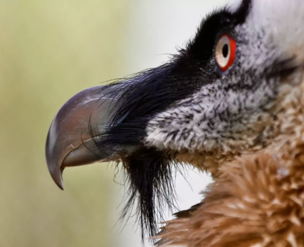 Sighting-of-bearded-vulture