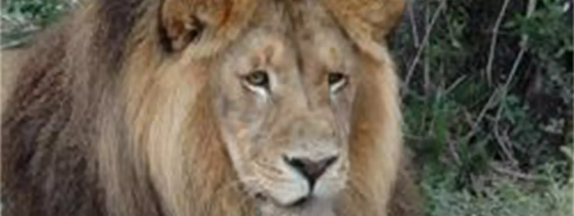 Meet sinbad a lion rescued by the born free foundation