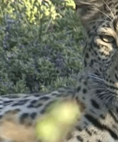 Video tribute to Sandile iconic leopard of Shamwari game-reserve