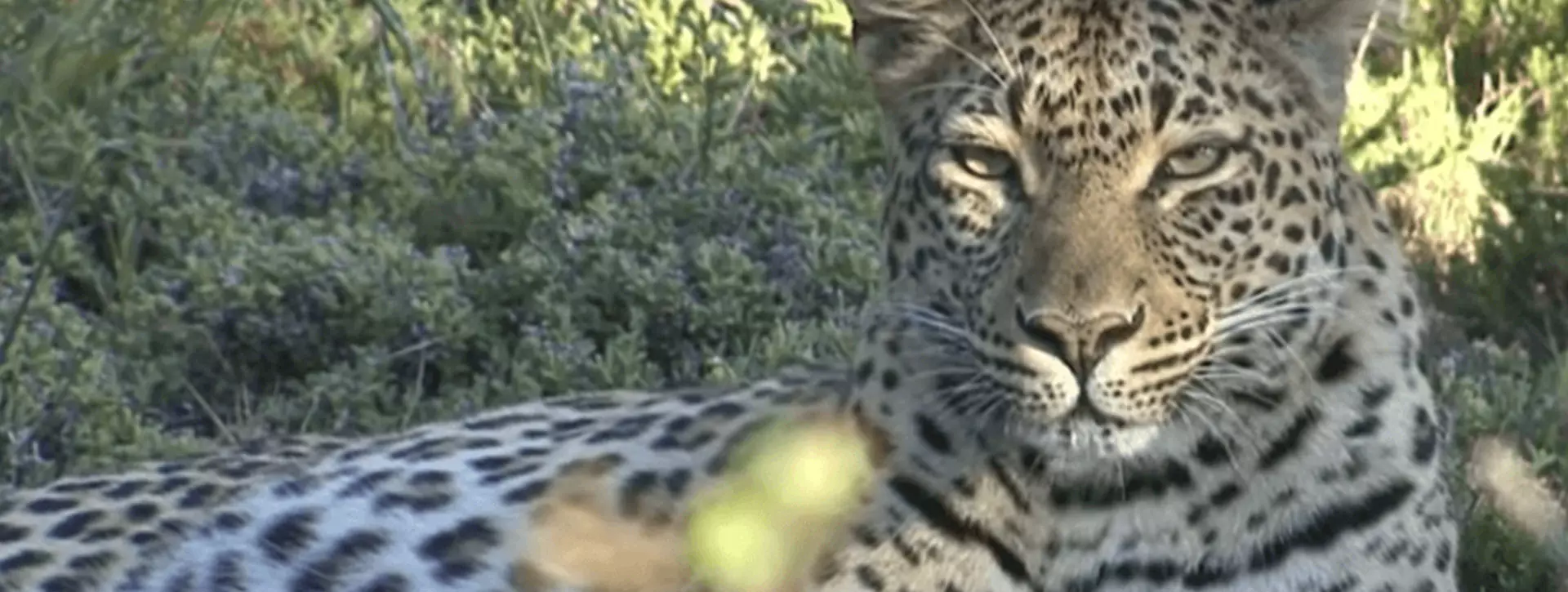 Video tribute to Sandile iconic leopard of Shamwari game-reserve