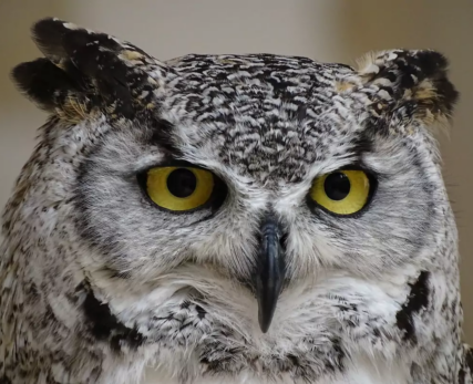 Spotted-Eagle-Owl-face
