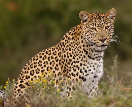 The-African-leopard-can-be-considered-the-most-elusive-member-of-the-Big-Five