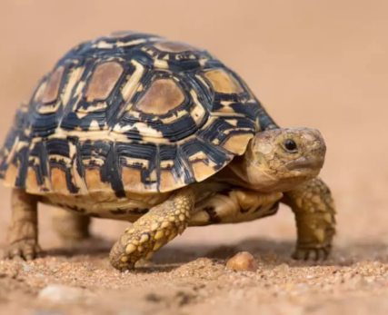 The-Leopard-Tortoise-The-Little-5-at-Shamwari-768x512