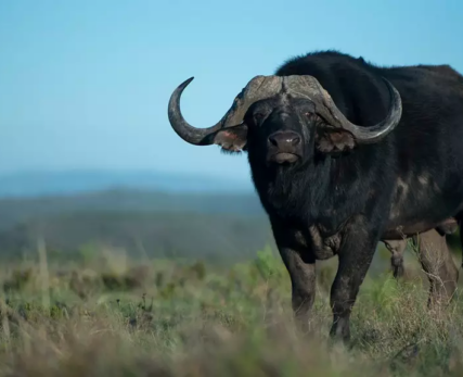 The-most-dangerous-member-of-the-Big-Five-is-arguably-the-Cape-buffalo