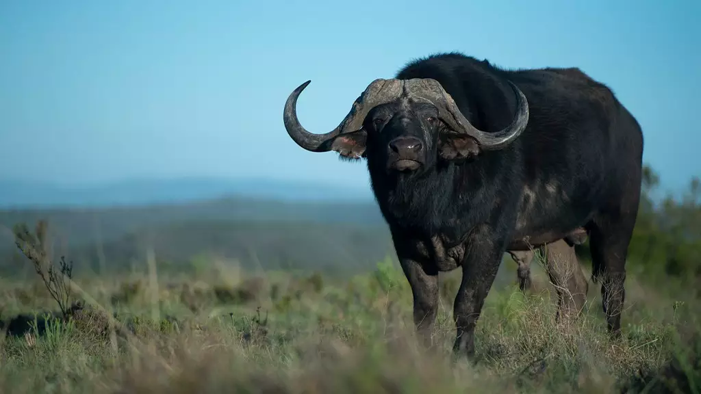 Buffalo