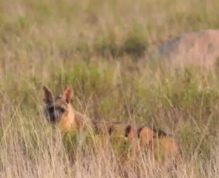 The-rarely-spotted-nocturnal-Aardwolf-1