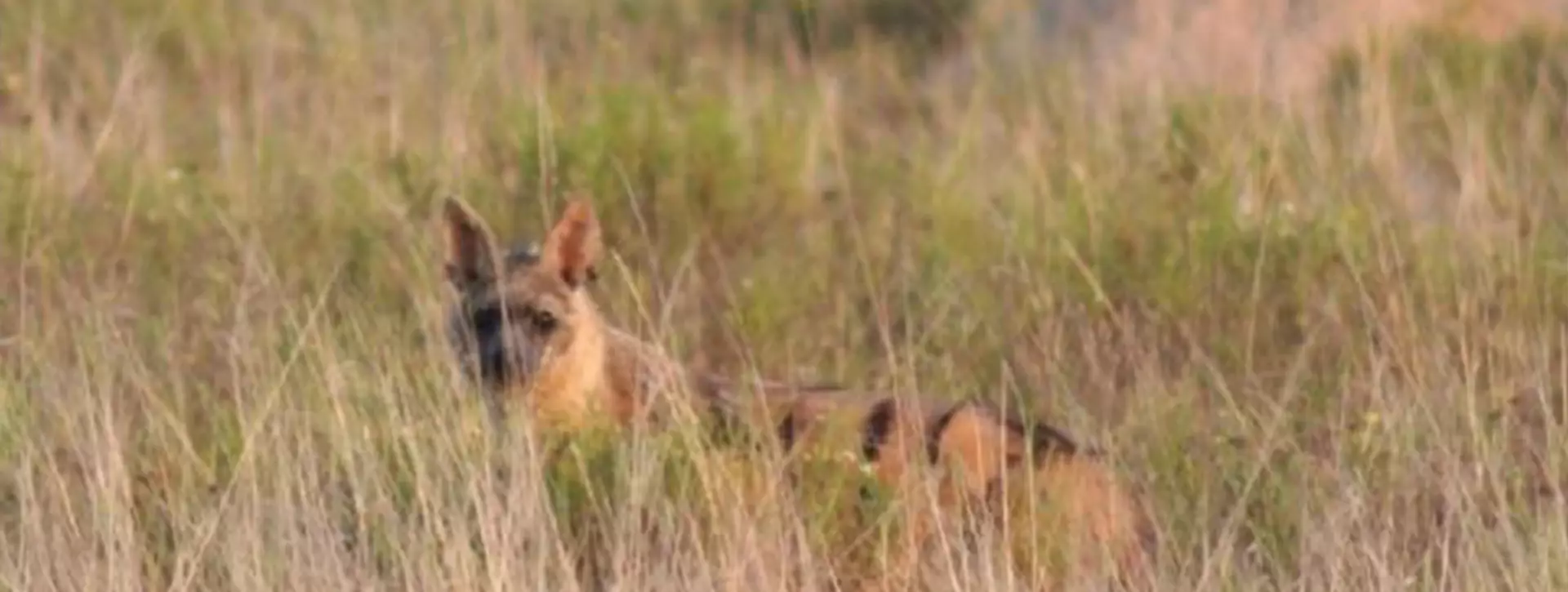 Aardwolf