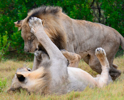 Two-lionesses-grooming-each-other-in-the-sun