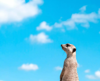 View-of-a-meerkat-with-sky-in-the-background
