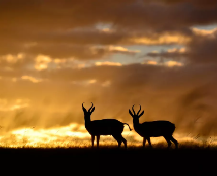 View-of-animals-at-dusk