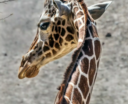 View-of-giraffe-from-behind-1262x1536